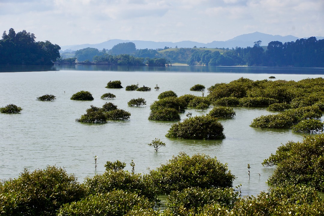 Mangroves in de baai (Ohiwa Harbour) voorbij Ohope