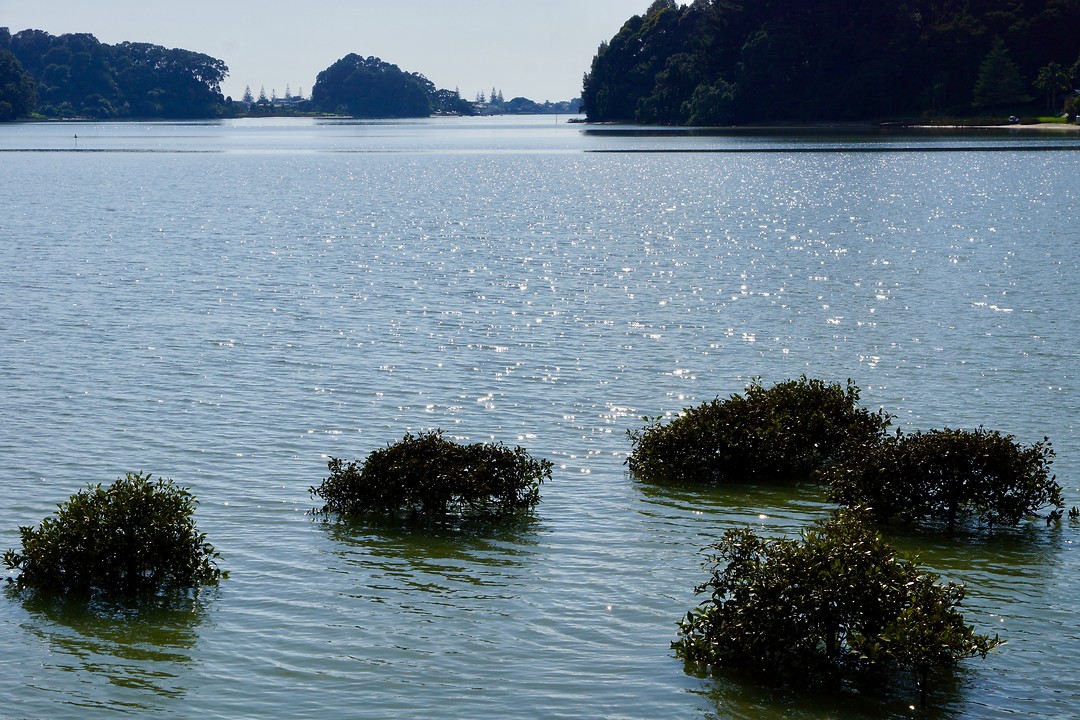 Mangroves in de baai voorbij Ohope (2)