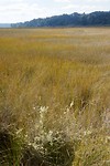 Saltmarsh Lookout (1)