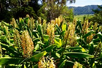 Kahili Ginger (Hedychium gardnerianum) - Siergember, alweer een 'invasive noxious weed'