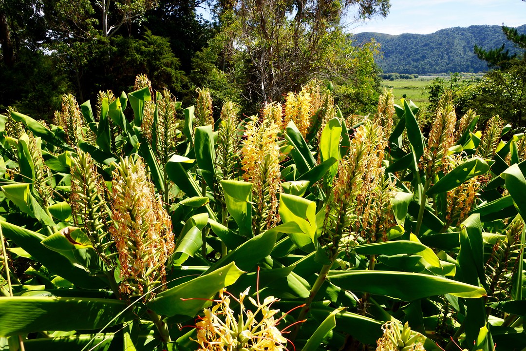 Kahili Ginger (Hedychium gardnerianum) - Siergember, alweer een 'invasive noxious weed'