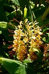Bloem van de siergember