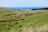 Vlak bij Whangara is een groot 'veestation'