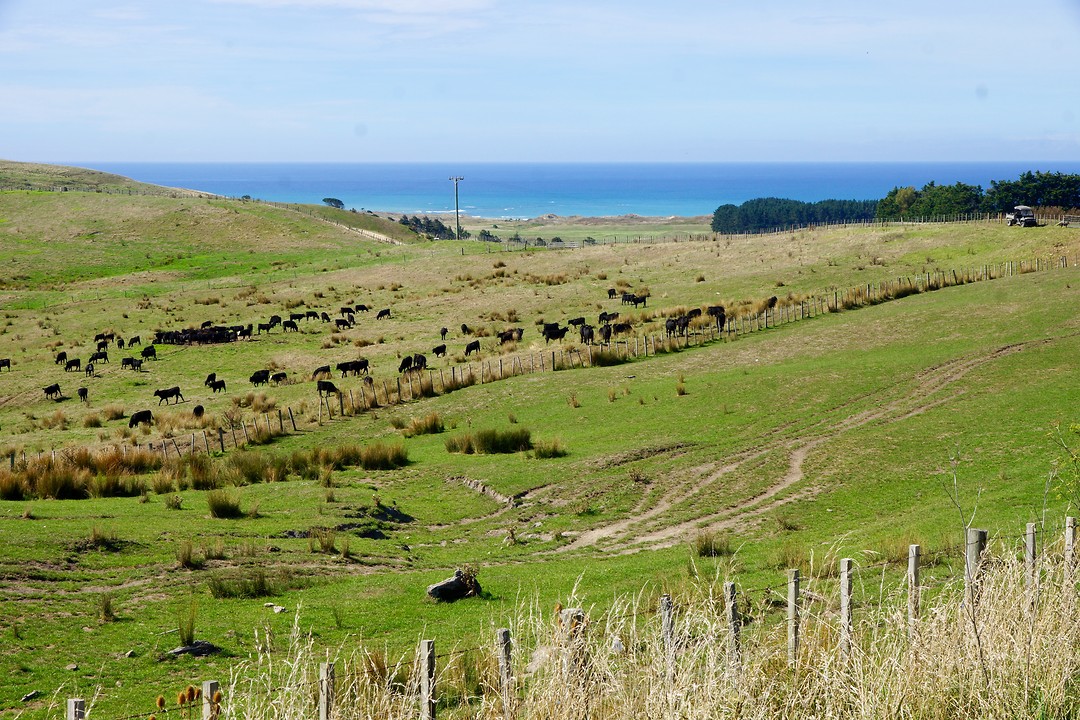 Vlak bij Whangara is een groot 'veestation'