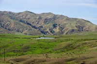 Het landschap bij Whangara