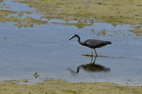White-faced heron (Ardea novaehollandiae)