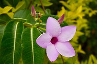 DSC09296