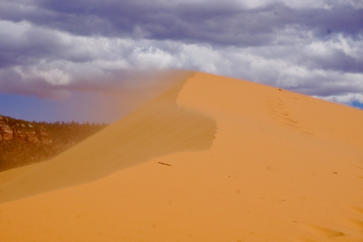 Dankzij de wind verplaatsen de duinen zich voortdurend