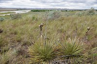 Yucca's in de prairie bij de Yellowstonerivier