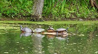 Ze hebben aan de onderkant de Princetonkleuren, oranje en zwart ;), Painted Turtle (Chrysemys picta)