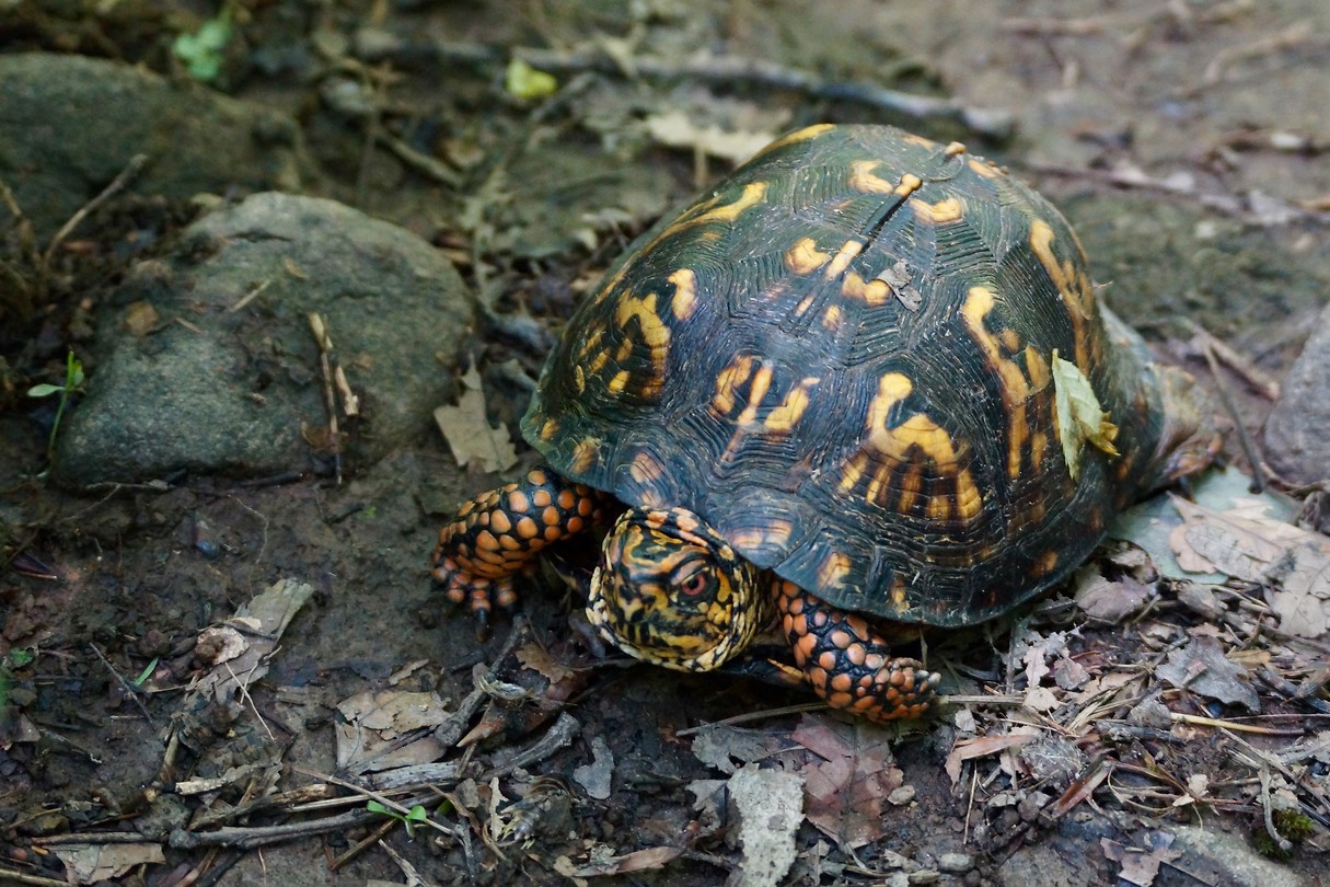 Een Eastern Box Turtle (Terrapene carolina)