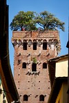De belangrijkste toren van Lucca, Torre Guinigi
