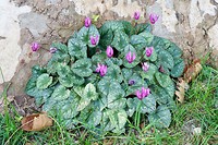 Wilde cyclamen aan de voet van een plataan