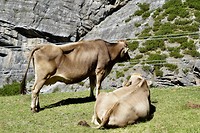 De Milka-koeien trokken zich niets aan van alle toeristen