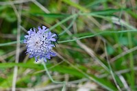 Mooi blauw bloemetje