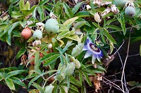 Zijn de vruchten van deze passiebloem eetbaar?