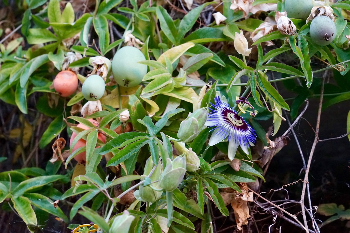 Zijn de vruchten van deze passiebloem eetbaar?