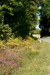 Kleurrijke bermen onderweg