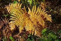 Varens in herfsttooi 2