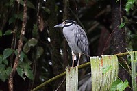 Geelkruinkwak (Nyctanassa violacea)