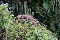 Iguana
