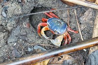 Halloween crab (Gecarcinus quadratus)