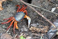 Halloween crab 2