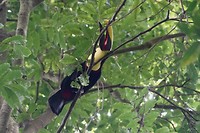 Zwartsnaveltoekan - Yellow-throated toucan (Ramphastos ambiguus)