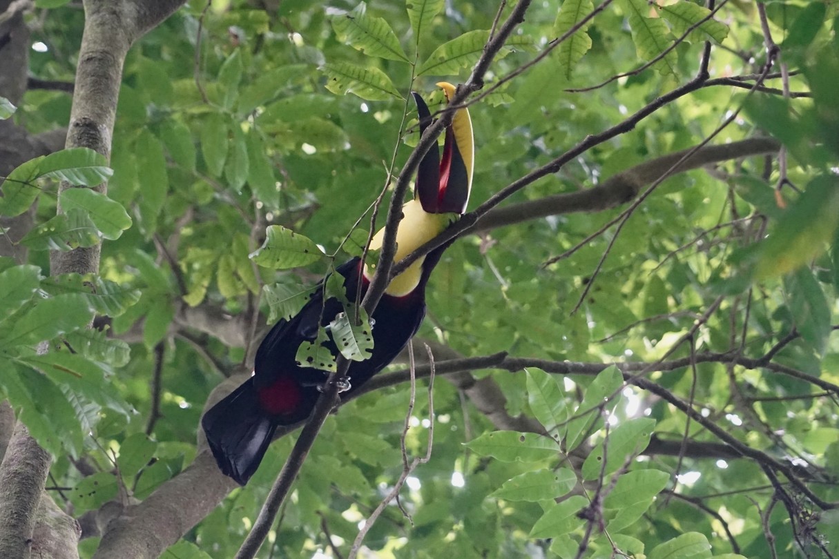 Zwartsnaveltoekan - Yellow-throated toucan (Ramphastos ambiguus)