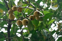 Monkey brain fruit