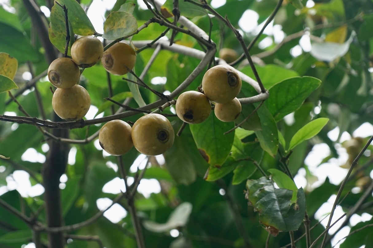 Monkey brain fruit