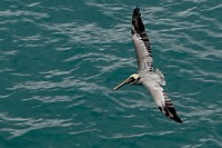 Pelikaan in volle vlucht van bovenaf gezien