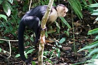 White-faced monkey - witschouderkapucijnaap (Cebus capucinus)