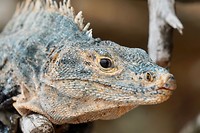 Close-up leguaan