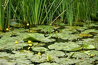 Gele plomp in ieder vaartje