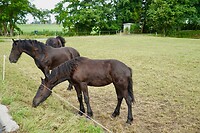 De paarden wilden niet echt mooi poseren