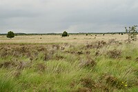Fochteloërveen