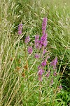Kattenstaart, Grote kattenstaart - Lythrum salicaria