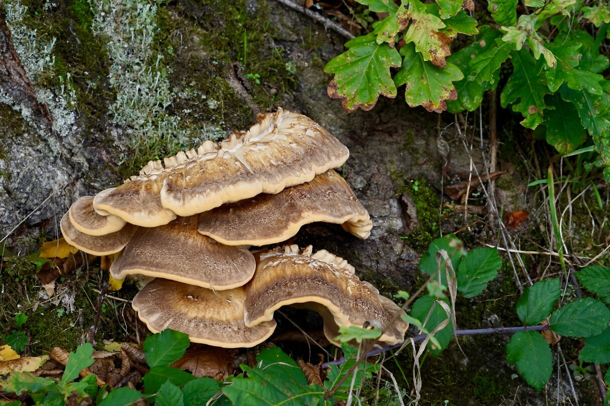 Schitterende zwam, de boom denkt er vast anders over