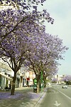 Heel veel bloeiende Jacaranda's