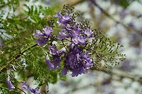 Close-up Jacarandabloesem
