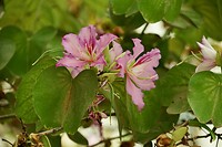Deze bomen waren er zowel met roze als witte bloesems
