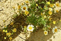 Gele en witte margrieten aan één plant