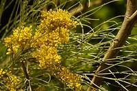 Bremachtige met trossen kleine gele bloemetjes