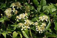 Met mooie witte accenten van deze klimplant