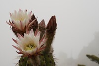 Mooie cactus in de zeemist