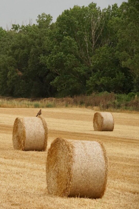 De roofvogel zit net te ver weg om hem mooi op de foto te krijgen