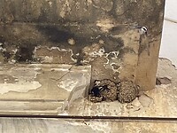 De rechter zwaluwflat
