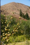 Pruimenboom langs Pine Creek