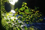 McKenzie River in de avondzon